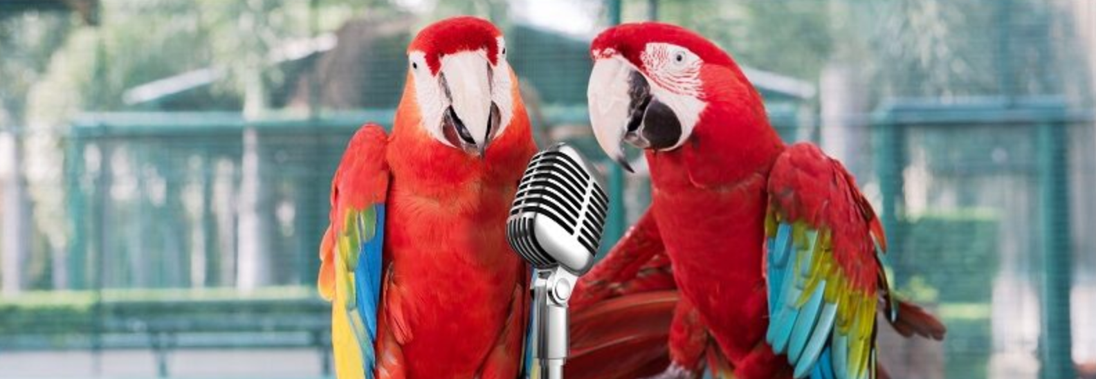 Bird Talk Radio website header image.